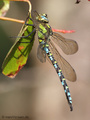 Blaugrüne Mosaikjungfer (Aeshna cyanea), Männchen - DE (SH)