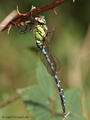 Blaugrüne Mosaikjungfer (Aeshna cyanea), Männchen - DE (SH)