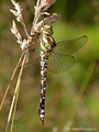 Blaugrüne Mosaikjungfer (Aeshna cyanea), Weibchen - DE (SH)