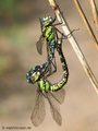 Blaugrüne Mosaikjungfer (Aeshna cyanea), Paarungsrad - DE (HH)