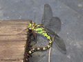 (Aeshna cyanea), Weibchen bei der Eiablage - DE (HH)