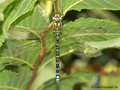 Blaugrüne Mosaikjungfer (Aeshna cyanea), Männchen - DE (MV)