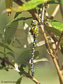Blaugrüne Mosaikjungfer (Aeshna cyanea), Männchen - DE (MV)