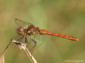Große Heidelibelle (Sympetrum striolatum), Männchen - DE (HH)