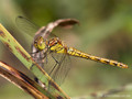 Große Heidelibelle (Sympetrum striolatum), junges Weibchen - FR (Korsika, Balagne)