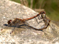 Große Heidelibelle (Sympetrum striolatum), Paarungsrad - DE (HH)