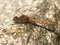 Große Heidelibelle (Sympetrum striolatum), Männchen - DE (HH)