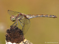 Große Heidelibelle (Sympetrum striolatum), Weibchen - DE (HH)