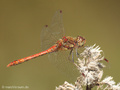 Große Heidelibelle (Sympetrum striolatum), Männchen - DE (HH)