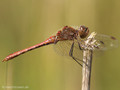 Gemeine Heidelibelle (Sympetrum vulgatum), Männchen - DE (SH)
