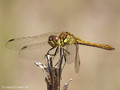 Gemeine Heidelibelle (Sympetrum vulgatum), unausgefärbtes Männchen - DE (SH)