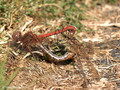 Gemeine Heidelibelle (Sympetrum vulgatum), Paarungsrad - DE (HH)