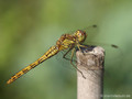 Gemeine Heidelibelle (Sympetrum vulgatum), Weibchen - DE (HH)