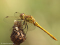 Gemeine Heidelibelle (Sympetrum vulgatum), unausgefärbtes Männchen - DE (HH)