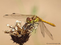 Gemeine Heidelibelle (Sympetrum vulgatum), unausgefärbtes Männchen - DE (HH)