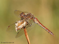 Gemeine Heidelibelle (Sympetrum vulgatum), Weibchen - DE (NI)