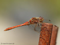 Gemeine Heidelibelle (Sympetrum vulgatum), Männchen - DE (HH)
