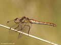 Gemeine Heidelibelle (Sympetrum vulgatum), Weibchen - DE (NI)