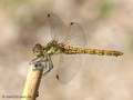 Gemeine Heidelibelle (Sympetrum vulgatum), Weibchen - DE (HH)