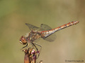 Gemeine Heidelibelle (Sympetrum vulgatum), Weibchen - DE (MV)