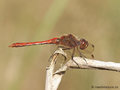 Gemeine Heidelibelle (Sympetrum vulgatum), Männchen - DE (MV)