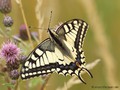 Schwalbenschwanz (Papilio machaon) - DE (NI)