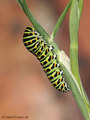 Schwalbenschwanz (Papilio machaon), Raupe - DE (MV)