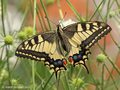 Schwalbenschwanz (Papilio machaon) - DE (MV)