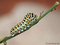 Schwalbenschwanz (Papilio machaon), Raupe - DE (MV)