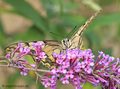 Schwalbenschwanz (Papilio machaon) - DE (MV)