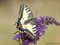 Schwalbenschwanz (Papilio machaon) - DE (MV)