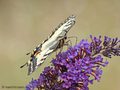 Schwalbenschwanz (Papilio machaon) - DE (MV)