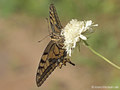 Schwalbenschwanz (Papilio machaon) - DE (MV)