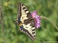 Schwalbenschwanz (Papilio machaon), Weibchen 10.05.2024 - DE (MV)