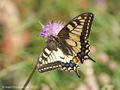 Schwalbenschwanz (Papilio machaon), Weibchen 10.05.2024 - DE (MV)