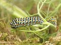 Schwalbenschwanz (Papilio machaon), Jungraupen 31.05.2024 - 3 Wochen nach Eiablage - DE (MV)