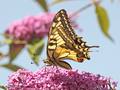 Schwalbenschwanz (Papilio machaon) - DE (MV)