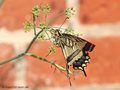 Schwalbenschwanz (Papilio machaon), Weibchen bei der Eiablage am Fenchel - DE (MV)