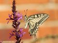 Schwalbenschwanz (Papilio machaon) - DE (MV)