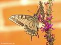 Schwalbenschwanz (Papilio machaon) - DE (MV)