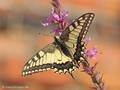 Schwalbenschwanz (Papilio machaon) - DE (MV)