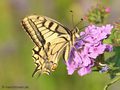 Schwalbenschwanz (Papilio machaon) - DE (MV)