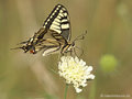 Schwabenschwanz (Papilio machaon) - DE (MV)