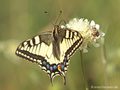 Schwabenschwanz (Papilio machaon) - DE (MV)