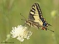 Schwabenschwanz (Papilio machaon) - DE (MV)