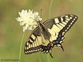 Schwabenschwanz (Papilio machaon) - DE (MV)