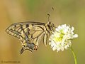 Schwabenschwanz (Papilio machaon) - DE (MV)