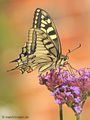 Schwabenschwanz (Papilio machaon) - DE (MV)