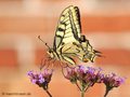 Schwabenschwanz (Papilio machaon) - DE (MV)