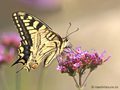 Schwabenschwanz (Papilio machaon) - DE (MV)